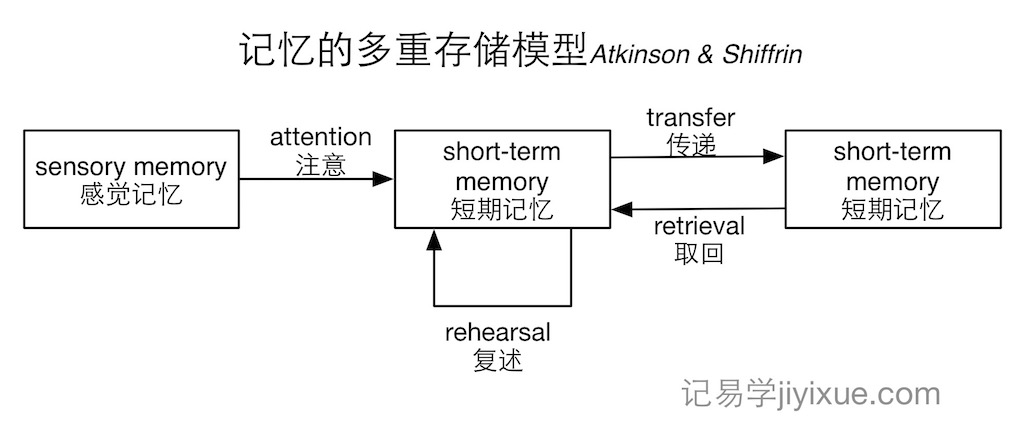 科学记忆系列：二、记忆多重存储模型